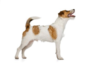 Short-haired Jack russell terrier dog posing isolated on white background. Concept of animal, breed, vet, health and care
