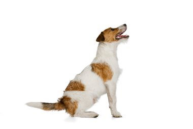 Active and cheerful doggy, Jack russell terrier dog posing isolated on white background. Concept of animal, breed, vet, health and care