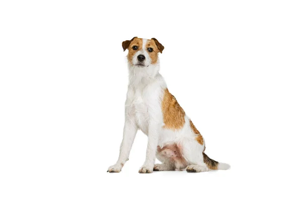 可爱的短发杰克 · 鲁塞尔犬的画像，它在白色背景下显得孤立无援。动物、品种、兽医、健康和护理的概念 — 图库照片