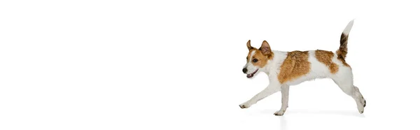 Active and cheerful doggy, Jack russell terrier dog posing isolated on white background. Concept of animal, breed, vet, health and care — Stok fotoğraf