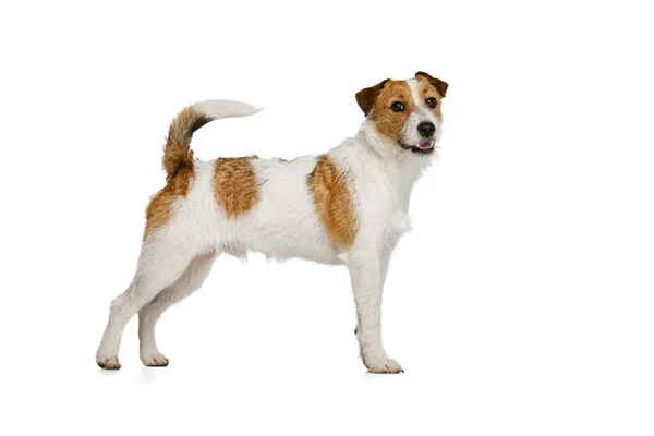 短发杰克 · 鲁塞尔，一只被白色背景隔离的小狗。动物、品种、兽医、健康和护理的概念 — 图库照片