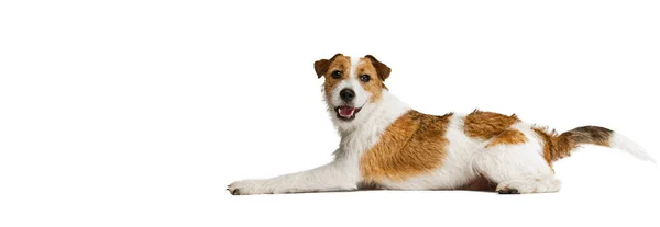 Jack russell cão terrier de cabelos curtos, posando isolado no fundo branco. Conceito de animal, raça, veterinário, saúde e cuidados — Fotografia de Stock