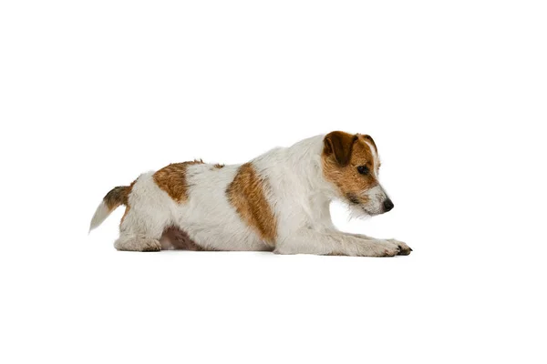 Retrato de bonito de cabelos curtos Jack russell cão terrier posando isolado no fundo branco. Conceito de animal, raça, veterinário, saúde e cuidados — Fotografia de Stock