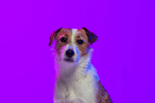 Estúdio tiro de cão pequeno, de cabelos curtos Jack Russell terrier posando isolado no fundo roxo em luz de néon. Conceito de animal, raça, veterinário, saúde e cuidados — Fotografia de Stock