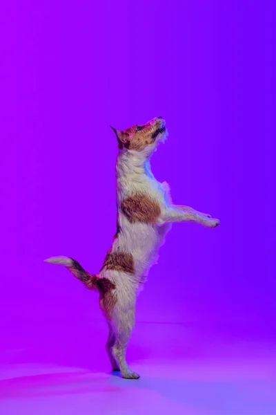 Studio shot of little dog, short-haired Jack russell terrier posing isolated on purple background in neon light. Concept of animal, breed, vet, health and care — Stock Photo, Image