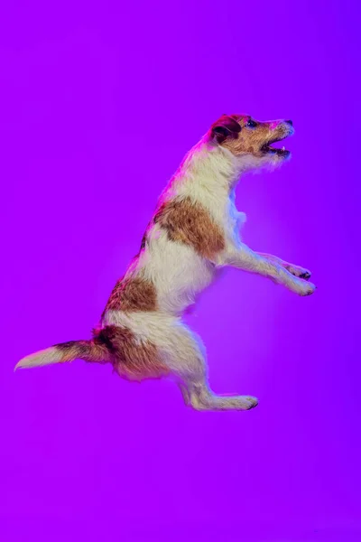 Studio shot of little dog, short-haired Jack russell terrier posing isolated on purple background in neon light. Concept of animal, breed, vet, health and care — Photo