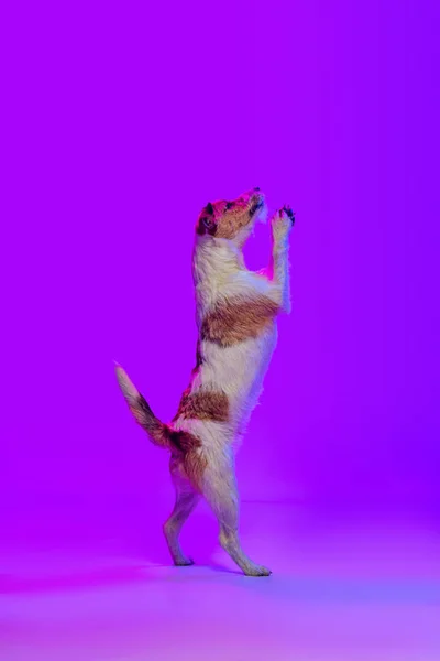 Студийный снимок маленькой собачки, короткошерстного терьера Джека Рассела, позирующего изолированно на фиолетовом фоне в неоновом свете. Концепция животного, породы, ветеринара, здоровья и ухода — стоковое фото