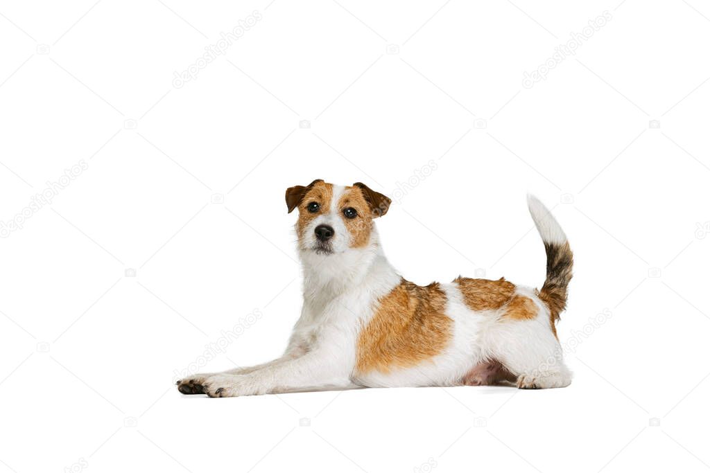 Short-haired Jack russell terrier dog posing isolated on white background. Concept of animal, breed, vet, health and care