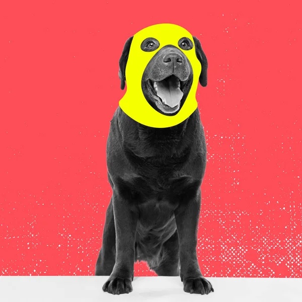 Творческий дизайн. Современный художественный коллаж с милой собакой в нарисованной балаклаве изолирован на ярком неоновом фоне. Вдохновляющее искусство, питы, животные, юмор и мода. — стоковое фото