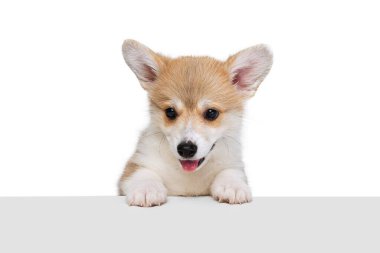 Beyaz arka planda izole edilmiş güzel Galli Corgi Dog 'un stüdyo çekimi. Hareket kavramı, evcil hayvanlar, aşk, hayvan hayatı..