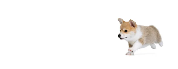 Счастливый симпатичный щенок валлийской собаки корги позирует на белом студийном фоне. Движение, любовь к домашним животным, жизнь животных. — стоковое фото
