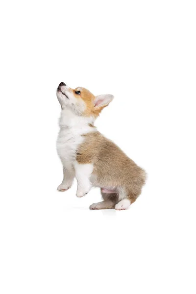 웨일스어 코기의 귀여운 강아지가 화이트 스튜디오 배경에서 고립된 채 포즈를 취하는 모습. 움직임의 개념, 애완 동물 사랑, 동물의 생명. — 스톡 사진