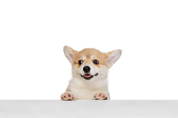 Studioaufnahme eines wunderschönen Welpen des Welsh Corgi Hundes isoliert auf weißem Hintergrund. Konzept der Bewegung, Haustierliebe, Tierleben. — Stockfoto