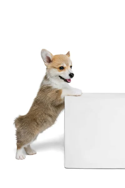 Retrato de cuerpo entero de lindo cachorro de perro corgi galés posando aislado sobre fondo de estudio blanco. Concepto de movimiento, mascotas amor, vida animal. — Foto de Stock