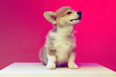Mor arka planda izole edilmiş komik tüylü Galli corgi köpeği yavrusu. Üreme, gösteri, evcil hayvanlar, aşk, hayvan hayatı kavramı..