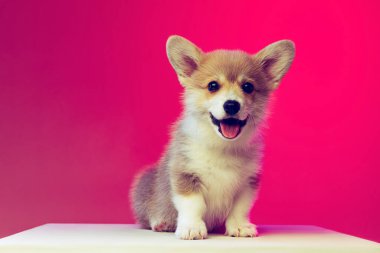 Gülümseyen kabarık tüylü Galli Corgi köpeği mavi arka planda izole edilmiş. Üreme, gösteri, evcil hayvanlar, aşk, hayvan hayatı kavramı..