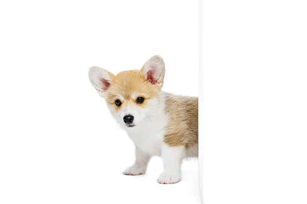 Studio shot of beautiful puppy of Welsh corgi dog isolated on white background. Concept of motion, pets love, animal life. — Stock Photo, Image