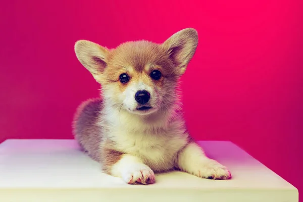 Filhote de cachorro fofo engraçado de cão corgi galês isolado no fundo cor magenta. Conceito de raça, show, animais de estimação amor, vida animal. — Fotografia de Stock