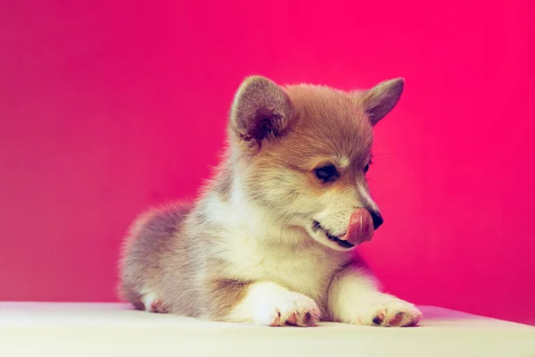 Chiot gonflé drôle de chien corgi gallois isolé sur fond de couleur magenta. Concept de race, spectacle, animaux de compagnie amour, vie animale. — Photo