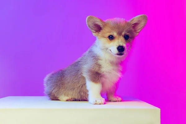 Charming puppy of Welsh corgi dog posing isolated on gradient purple pink studio background. Concept of kids, show, pets love, animal life. — Stock Photo, Image