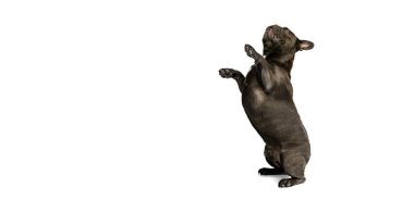 Tatlı safkan köpek, siyah renkli buldog beyaz arka planda yalnız poz veriyor. Aktivite, evcil hayvan, bakım, veteriner, aşk, hayvan hayatı kavramı.