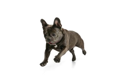 Beyaz arka planda soyutlanmış küçük safkan köpek, siyah renkli Fransız bulldog 'unun stüdyo çekimi. Aktivite, evcil hayvan, bakım, veteriner, aşk, hayvan hayatı kavramı.