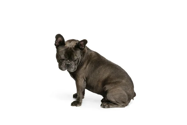 Lindo perro de raza pura, bulldog francés de color negro posando aislado sobre fondo blanco. Concepto de actividad, mascotas, cuidado, veterinario, amor, vida animal. — Foto de Stock