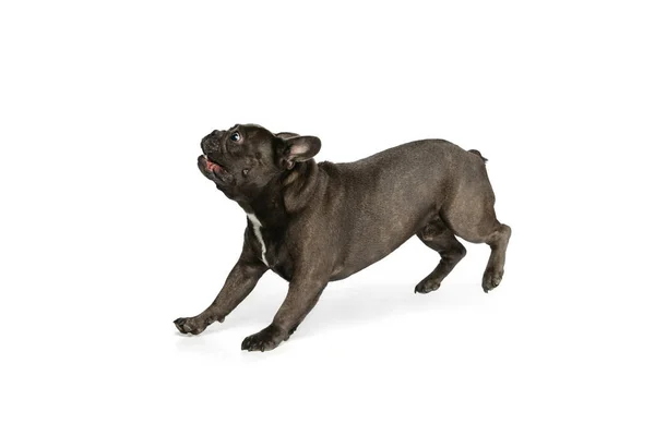 Funny little doggy, French bulldog dog isolated over white studio background. Concept of activity, pets, care, vet, love, animal life. — Stock Photo, Image