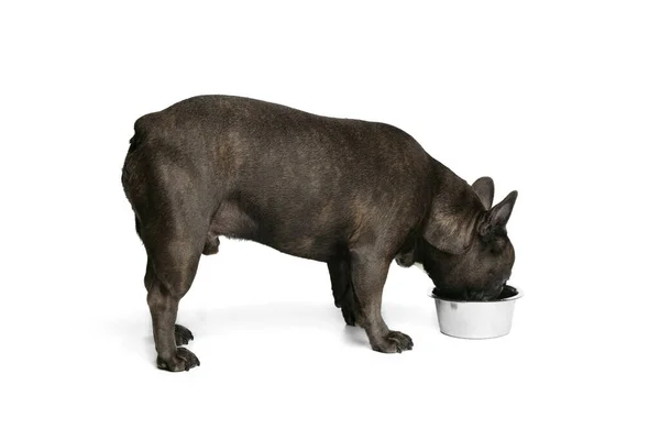 Retrato de cão jovem, cor preta Buldogue francês comendo de tigela isolada sobre fundo branco. Conceito de atividade, animais de estimação, cuidado, veterinário, amor, vida animal. — Fotografia de Stock