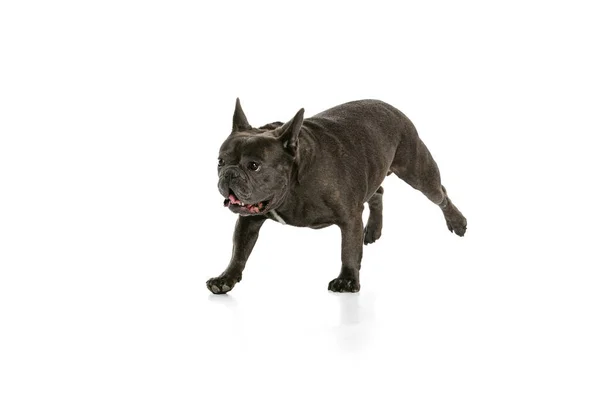 Знімок маленького чистокровного собаки, чорний колір французького бульдога, ізольований на білому тлі. Концепція діяльності, домашніх тварин, догляду, ветеринара, любові, тваринного життя. — стокове фото