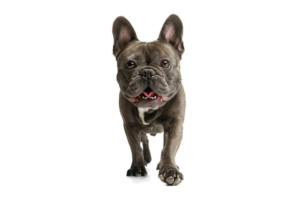 かわいい純血犬、白い背景に隔離されたポーズ黒のフランスのブルドッグ。アクティビティ、ペット、ケア、獣医、愛、動物の生活の概念. — ストック写真