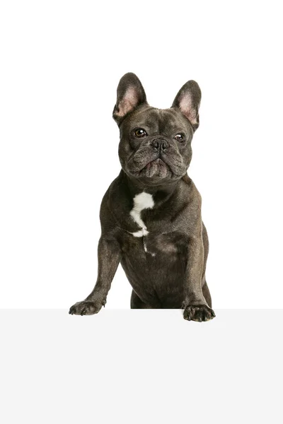 Cute purebred dog, black color French bulldog posing isolated over white background. Concept of activity, pets, care, vet, love, animal life. — Stock Photo, Image