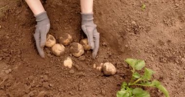 Çiftçi, eldivenli kadın elleri patates topluyor. Doğal ürünler, biyolojik ekoloji, sebze yetiştirme, vejetaryenler, doğal temizlik, taze ürün. Küçük, yerel bir çiftlik, açık havada. 4k video