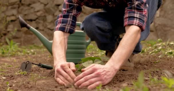 農家は早い春に植物を植え 野菜園に苗を植えます コンセプト天然物 生物生態系 野菜を栽培 自然クリーンで新鮮な製品 小さな 地元の農場 4Kビデオ — ストック動画