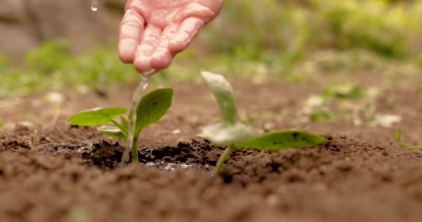 农夫的手给土壤中的幼苗浇水 封闭的土地 黄瓜幼苗 生态产品概念 春天花园工程 — 图库视频影像