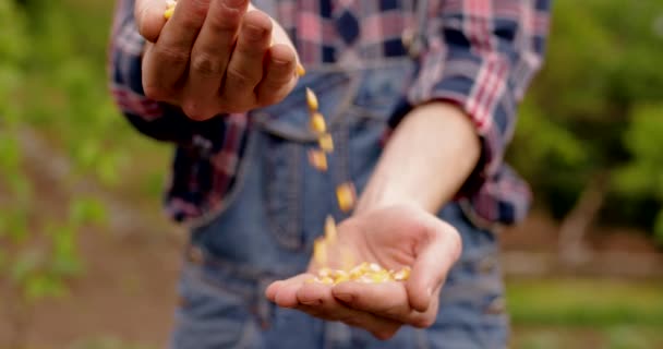 人类的手排序 在早春的时候将玉米种子手工堆放在菜园里 概念生态 种植蔬菜 自然新鲜产品 当地农场 4K视频 — 图库视频影像