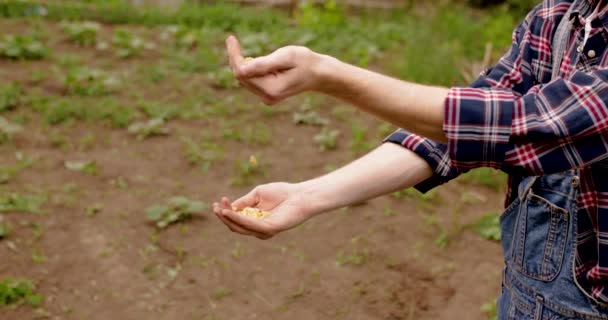 人間の手の並べ替えは 早い春に野菜の庭で手から手にトウモロコシの種を杭 コンセプトバイオエコロジー 野菜の栽培 天然の新鮮な製品 地元の農場 4Kビデオ — ストック動画