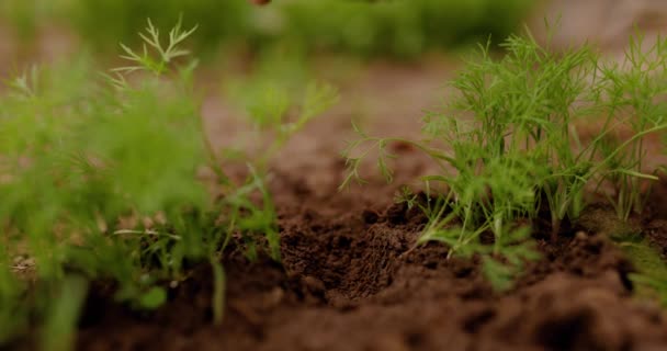 早春に野菜園でニンジンの種子を地面に植える農家 コンセプト天然物 生物生態系 野菜を栽培し 天然の新鮮な製品 小さな 地元の農場 4Kビデオ — ストック動画