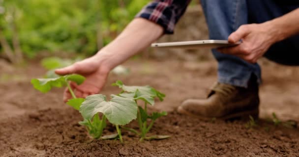 数字技术和农业 男性农民用手触摸倒在黑土上的植物并使用石碑 田间工作 地方农场的概念 电影剪辑 — 图库视频影像
