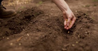 Saha çalışması. Çiftçi, baharın erken saatlerinde bahçede mısır tohumu ekiyor. Doğal ürünler, biyolojik ekoloji, sebze yetiştirme, doğal taze ürün. Küçük, yerel bir çiftlik, açık havada. 4k video