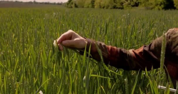 デジタル技術と農業 環境保護 男性農家の手は黒い土の上に植物を注ぐタッチ フィールドワーク 地元の農場の概念 ビデオ 映画クリップ — ストック動画