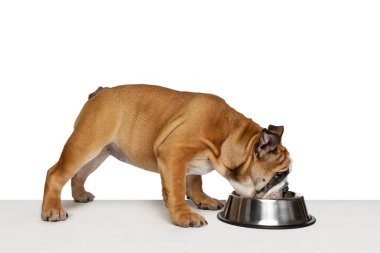 Bir köpek, safkan bir köpek, beyaz stüdyo arka planında izole edilmiş bir kaseden buldog yiyor. Hayvan, üreme, veteriner, sağlık ve bakım kavramı. Reklam için Spce kopyala. Evcil hayvan mutlu, komik, mutlu görünüyor.