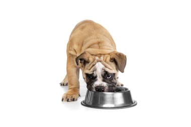 Bir köpek, safkan bir köpek, beyaz stüdyo arka planında izole edilmiş bir kaseden buldog yiyor. Hayvan, üreme, veteriner, sağlık ve bakım kavramı. Reklam için Spce kopyala. Evcil hayvan mutlu, komik, mutlu görünüyor.