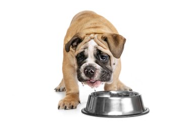 - Su. Bir köpek, safkan bir köpek, beyaz stüdyo arka planında izole edilmiş bir kaseden buldog yiyor. Hayvan, üreme, veteriner, sağlık ve bakım kavramı. Reklam için Spce kopyala. Evcil hayvan mutlu, komik, mutlu görünüyor.
