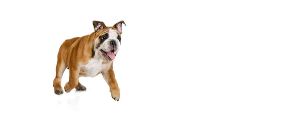 带着可爱的斗牛犬小狗的传单 在白色的摄影棚背景上显得孤立无援 健康和护理的概念 设计的副本 宠物狗看起来快乐 — 图库照片