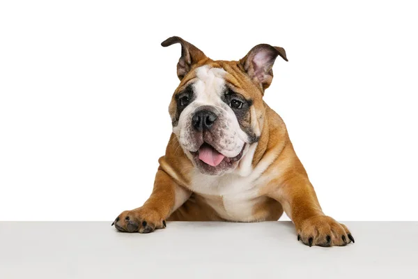 Charmant Hondje Rasechte Hond Bulldog Poserend Geïsoleerd Witte Studio Achtergrond — Stockfoto