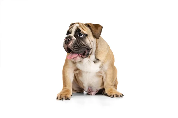 Portret Van Prachtige Rasechte Hond Bulldog Puppy Poseren Geïsoleerd Witte — Stockfoto