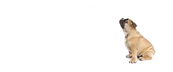 Folleto Con Lindo Cachorro Bulldog Perro Posando Aislado Sobre Fondo —  Fotos de Stock