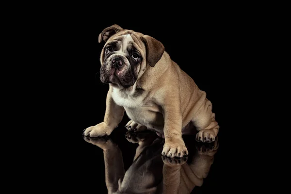Sério Cão Adulto Triste Bulldog Isolado Sobre Fundo Estúdio Preto — Fotografia de Stock