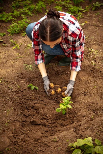 Kartoffelernte Junges Mädchen Bäuerin Bei Der Arbeit Ihrem Garten Einem — Stockfoto